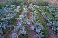 huerta