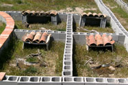 tortugas pequeñas